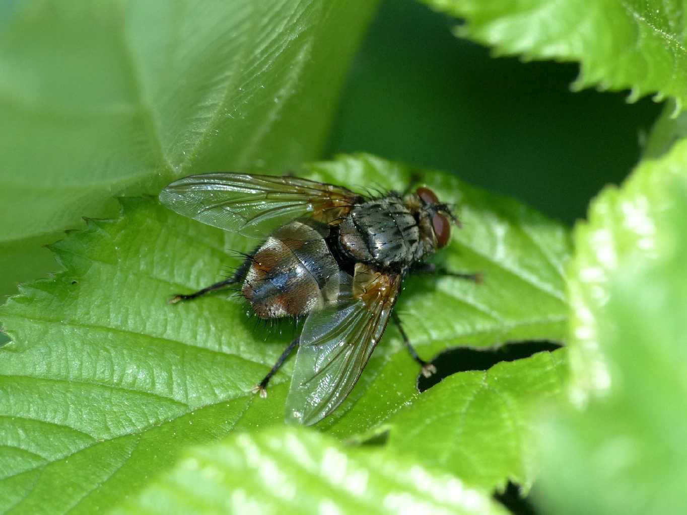 Calliphoridae? Tachinidae? Nemoraea pellucida